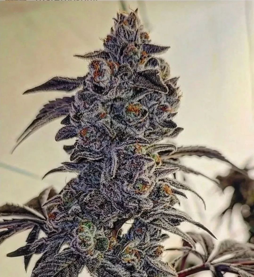 Ethos Genetics Fuego'Z R1 feminisiert – 5 Samen