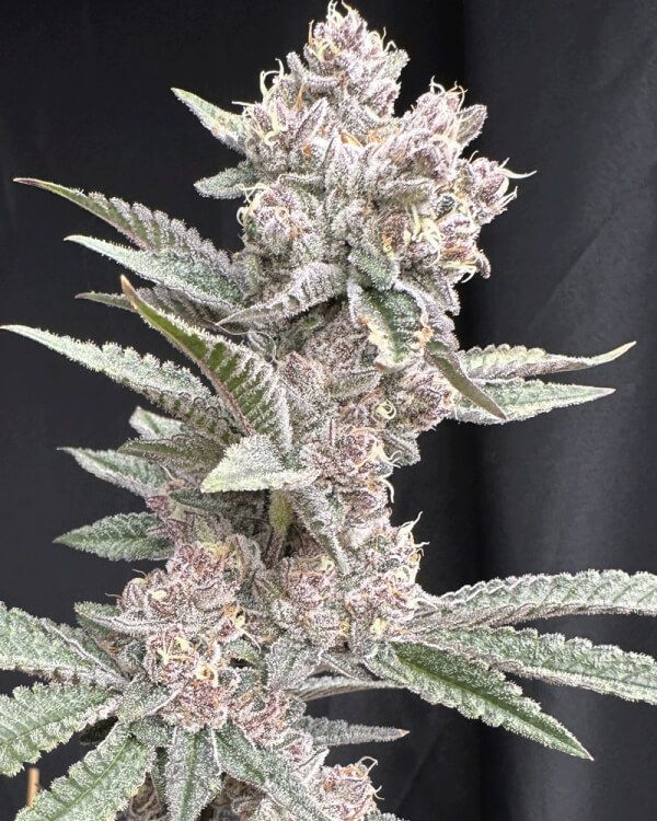 Solfire Gardens Funk in Da Trunk feminisierte Cannabis Samen