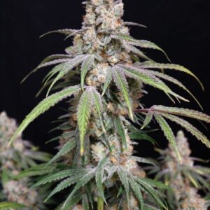 Lovin’ In Her Eyes Funkberry Kush 2.0 feminisiert – 5 Samen