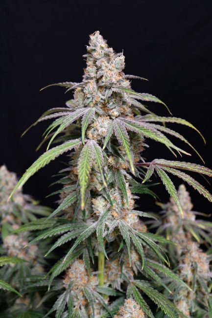 Lovin' In Her Eyes Funkberry Kush 2.0 feminisiert – Samenverpackung