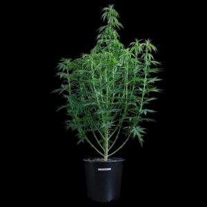 Brothers Grimm Seeds G13 Genius feminisiert – 3 Samen
