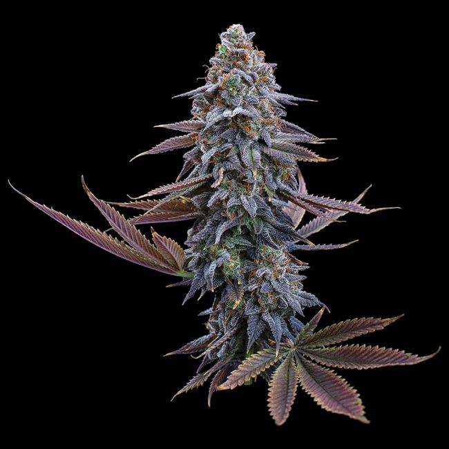 Brothers Grimm Seeds G13 Genius feminisiert – Samenverpackung