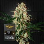 Green House Seed Co. Arjan's Haze 3
