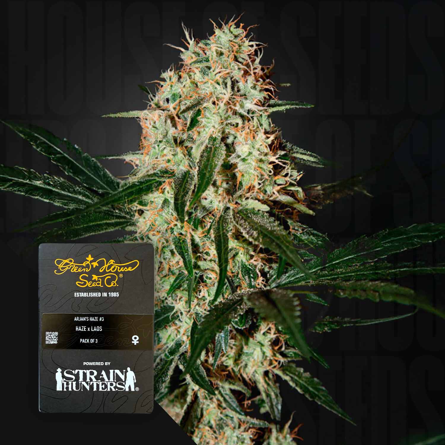 Green House Seed Co. Arjan's Haze 3 Feminisierte Cannabis Samen