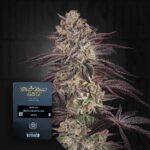 Green House Seed Co. Biscotti Auto