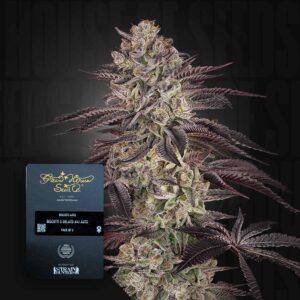 Green House Seed Co. Biscotti Auto