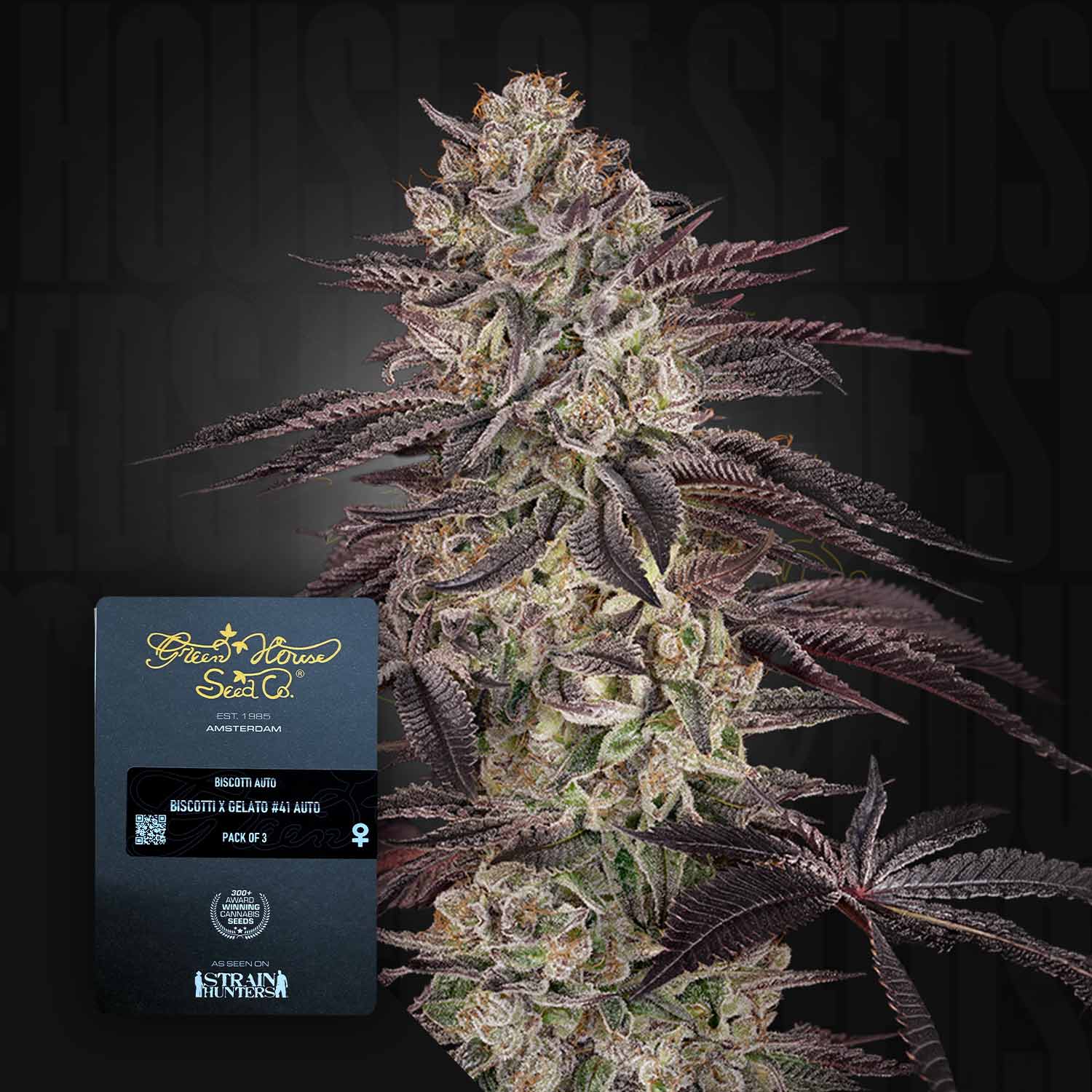 Green House Seed Co. Biscotti Auto Autoflowering Cannabis Samen
