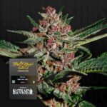 Green House Seed Co. Bubba Kush
