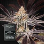 Green House Seed Co. Dark Phoenix