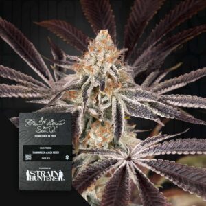 Green House Seed Co. Dark Phoenix