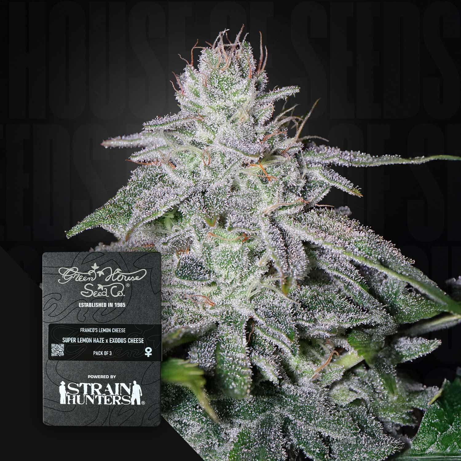 Green House Seed Co. Franco's Lemon Cheese Feminisierte Cannabis Samen