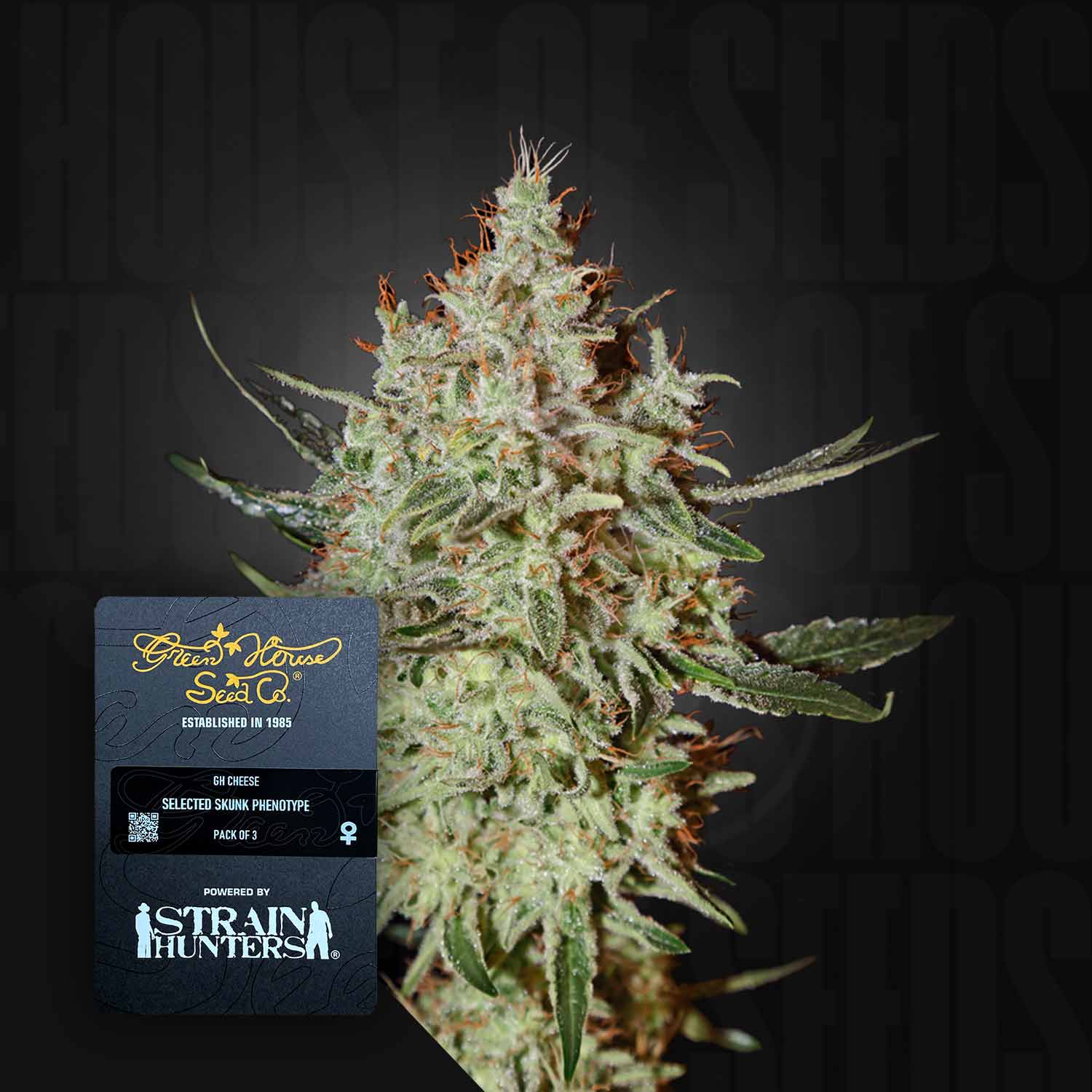 Green House Seed Co. GH Cheese Feminisierte Cannabis Samen