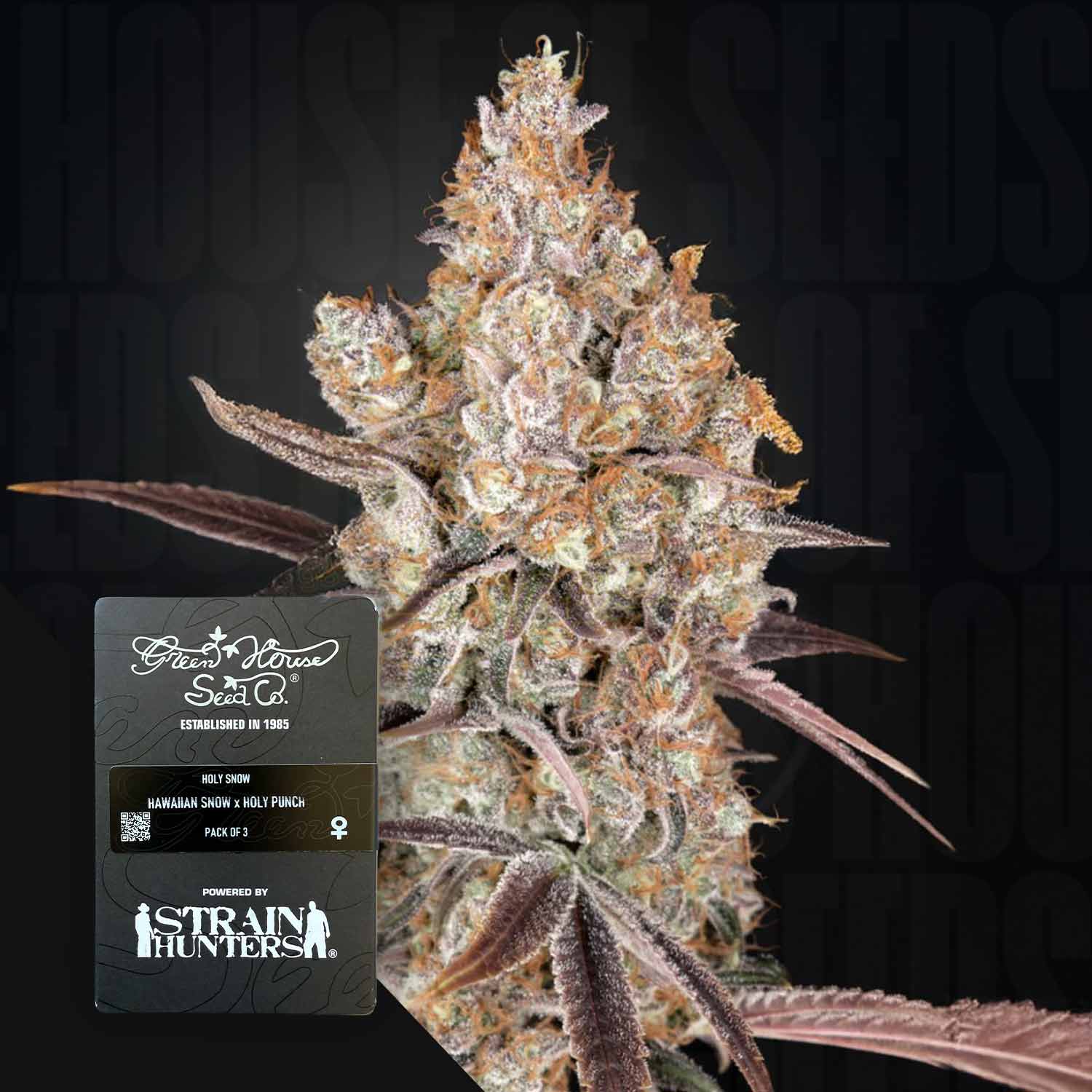 Green House Seed Co. Holy Snow Feminisierte Cannabis Samen