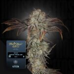 Green House Seed Co. Money Maker