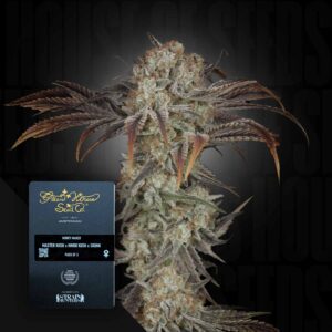 Green House Seed Co. Money Maker