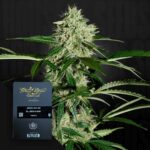 Green House Seed Co. Northern Lights Auto
