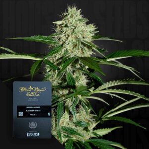 Green House Seed Co. Northern Lights Auto