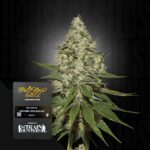 Green House Seed Co. Super Lemon Haze