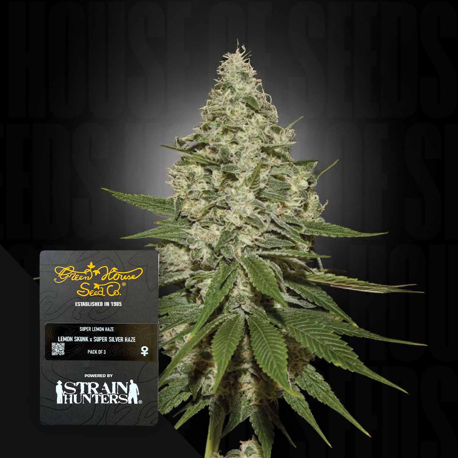 Green House Seed Co. Super Lemon Haze Feminisierte Cannabis Samen