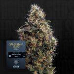 Green House Seed Co. Sweet Mango Auto