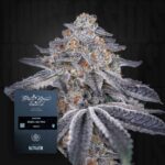 Green House Seed Co. Velvet Moon