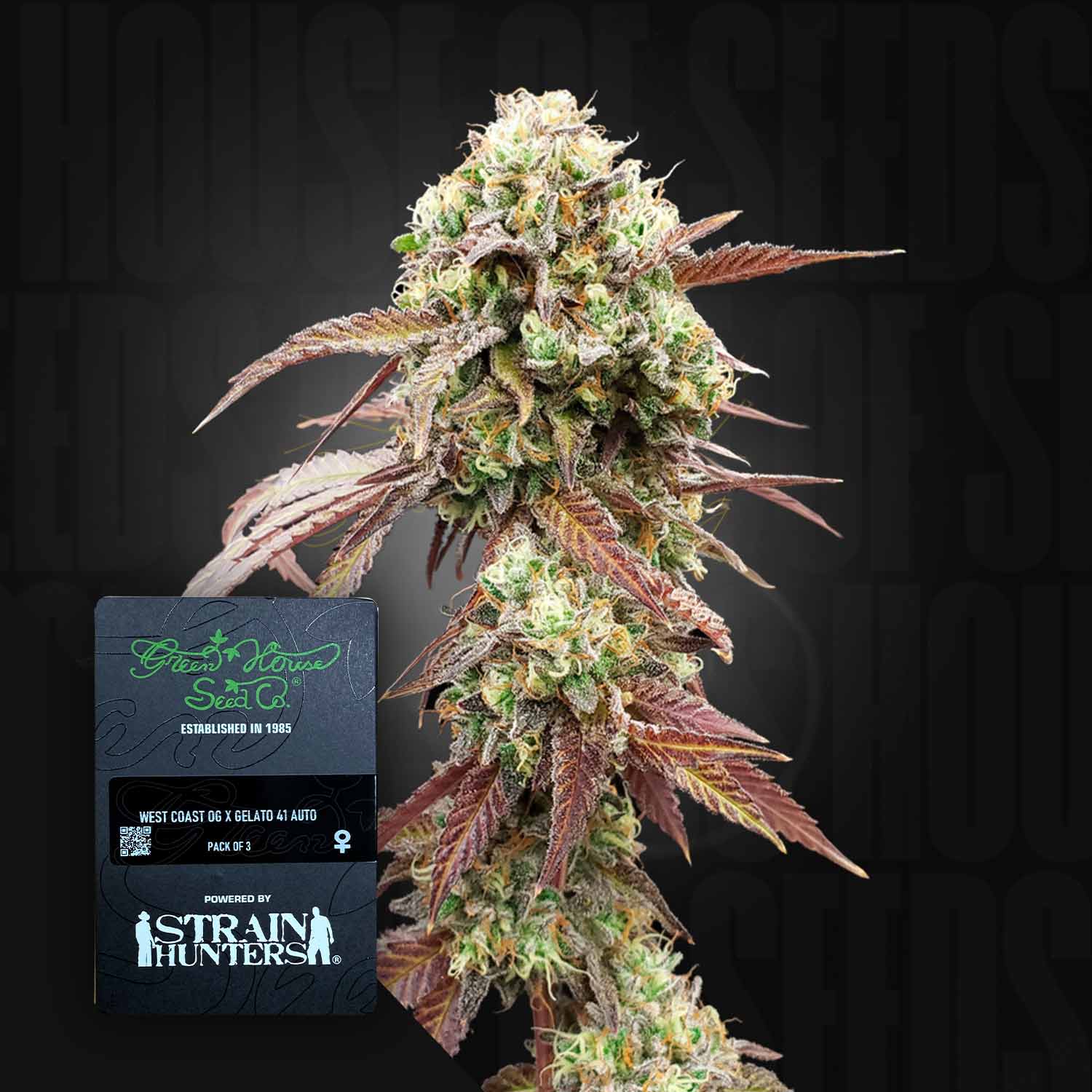 Green House Seed Co. West Coast OG X Gelato #41 Auto Autoflowering Cannabis Samen
