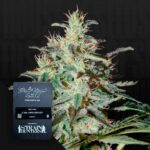 Green House Seed Co. White Lemon
