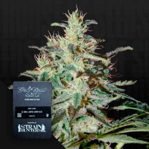Green House Seed Co. White Lemon