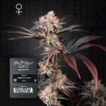 Green House Seed Co. Wonder Pie