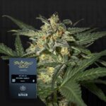 Green House Seed Co. White Widow Auto