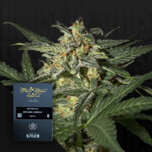 Green House Seed Co. White Widow Auto