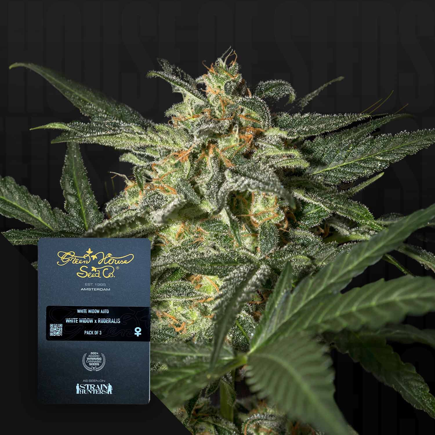 Green House Seed Co. White Widow Auto Autoflowering Cannabis Samen