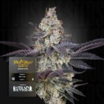 Green House Seed Co. Ztrawberry