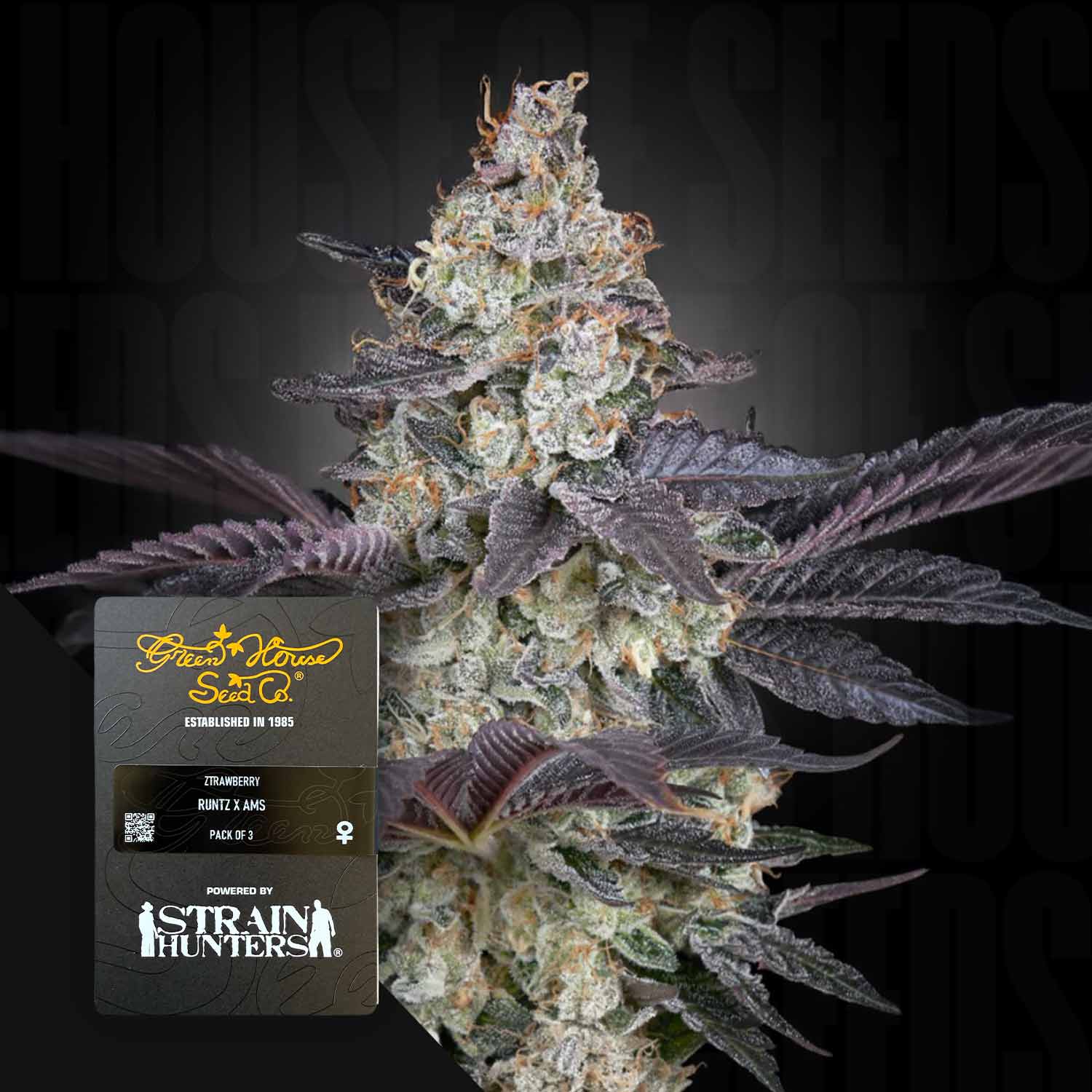 Green House Seed Co. Ztrawberry Feminisierte Cannabis Samen