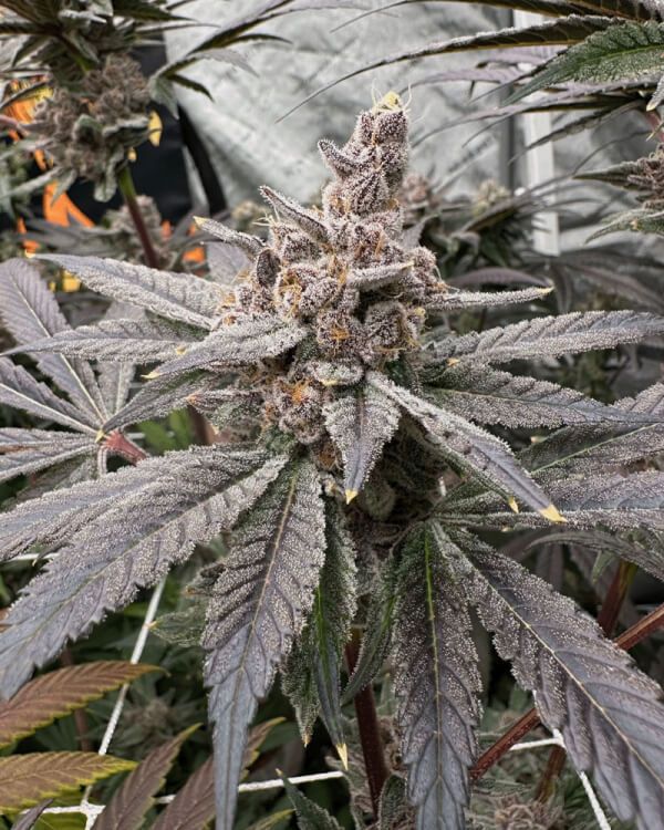 Solfire Gardens Gasserole feminisierte Cannabis Samen