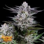 James Loud Genetics Gee Zee feminisiert – 3 Samen