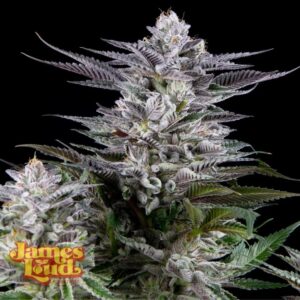 James Loud Genetics Gee Zee feminisiert – 3 Samen