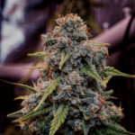Brothers Grimm Seeds Genius Juice feminisiert – 9 Samen