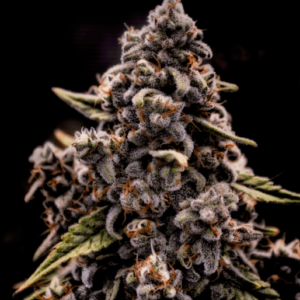 Brothers Grimm Seeds Genius Juice feminisiert – 9 Samen