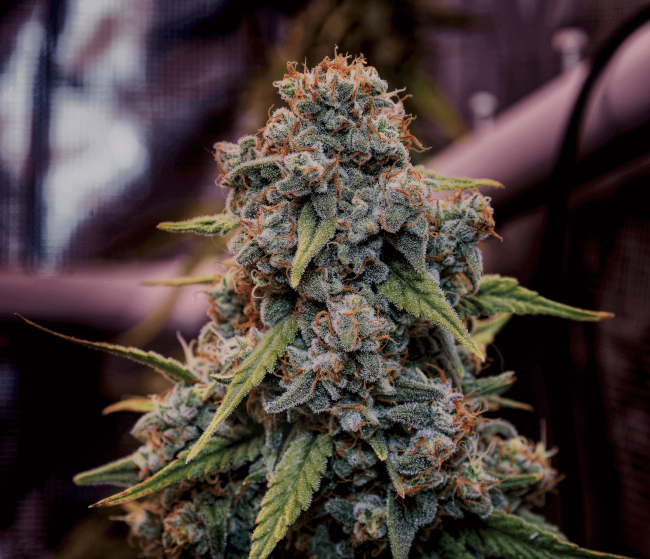 Brothers Grimm Seeds Genius Juice feminisiert – Samenverpackung