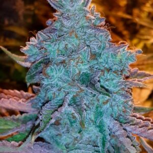 The Cali Connection Girl Scout Cookies Auto autoflowering – 6 Samen