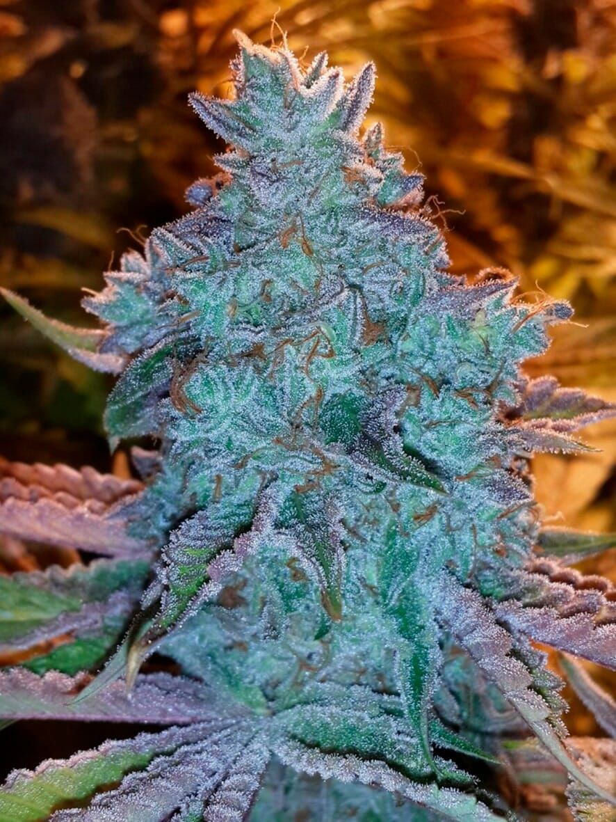 The Cali Connection Girl Scout Cookies Auto autoflowering Cannabis Samen