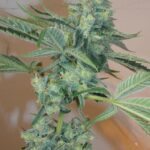 The Cali Connection Girl Scout Cookies feminisiert – 6 Samen