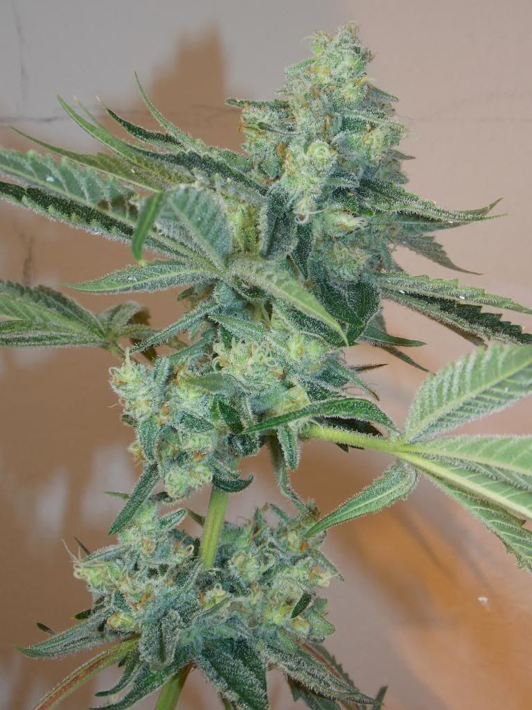 The Cali Connection Girl Scout Cookies feminisierte Cannabis Samen