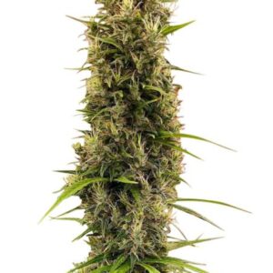 Ace Seeds Golden Tiger Thai Dominant 3rd Version feminisiert (Limited Edition) – 5 Samen