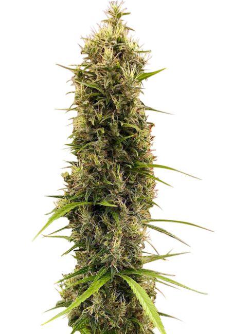 Ace Seeds Golden Tiger Thai Dominant 3rd Version feminisiert – Samenverpackung