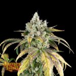 James Loud Genetics Gorilla Cookies OG Auto autoflowering – 3 Samen