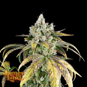James Loud Genetics Gorilla Cookies OG Auto autoflowering – 3 Samen
