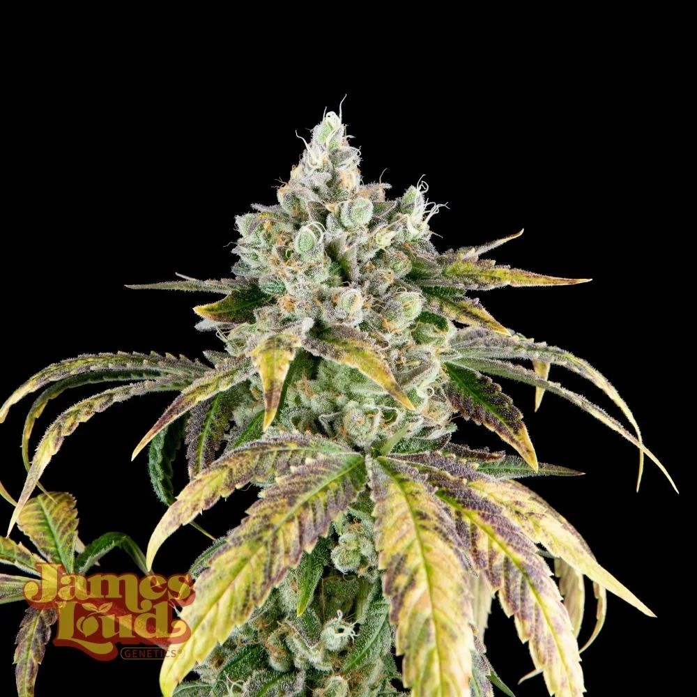 James Loud Genetics Gorilla Cookies OG Auto autoflowering Cannabis Samen