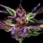 Grand Daddy Genetics Grand Daddy Purple regulär – 10 Samen